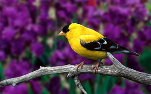 yellow and black bird on tree branch HD wallpaper